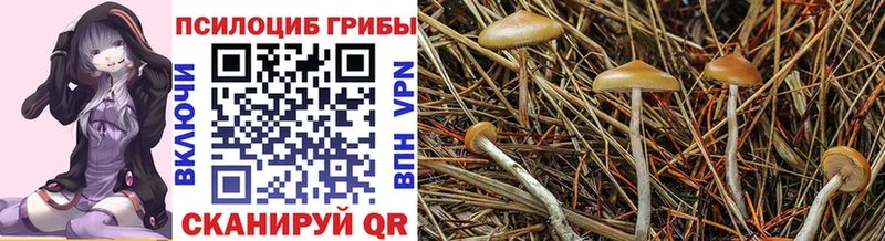 Псилоцибиновые грибы MAGIC MUSHROOMS  MEGA зеркало  Камышлов 